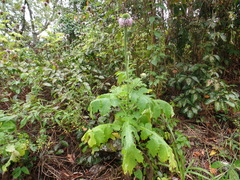 Chresta pacourinoides