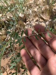 Peteria thompsoniae
