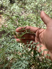 Peteria thompsoniae