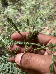 Peteria thompsoniae