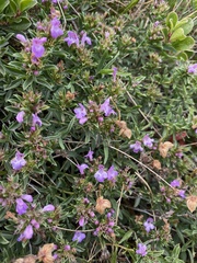 Satureja subspicata
