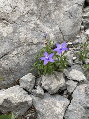 Campanula waldsteiniana