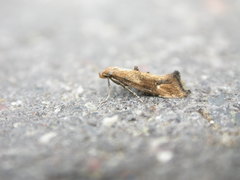 Epermenia illigerella