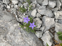 Campanula waldsteiniana