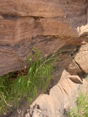 Brickellia longifolia longifolia