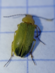 Cteniopus sulphureus