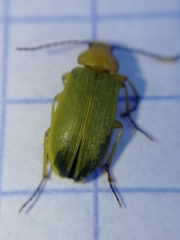 Cteniopus sulphureus