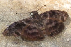 Ebrietas anacreon