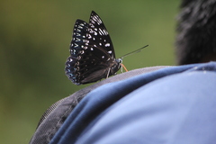 Dichorragia nesimachus formosanus
