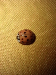 Harmonia axyridis