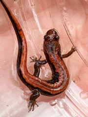 Desmognathus carolinensis