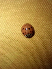 Harmonia axyridis