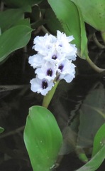 Pontederia azurea
