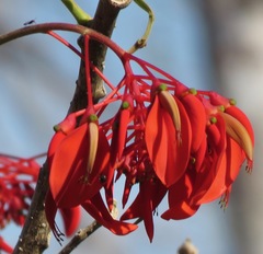 Erythrina ulei