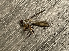 Ommatius floridensis