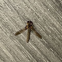 Ommatius floridensis