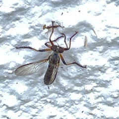 Ommatius floridensis