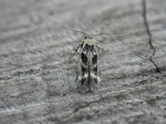 Caryocolum fischerella