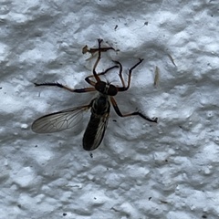 Ommatius floridensis