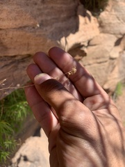 Brickellia longifolia longifolia