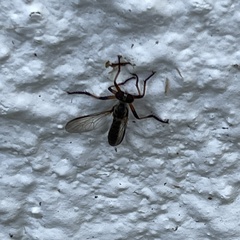 Ommatius floridensis