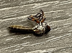 Ommatius floridensis