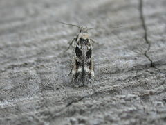 Caryocolum fischerella