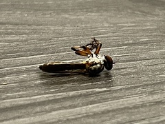 Ommatius floridensis