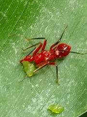 Ectatomma tuberculatum