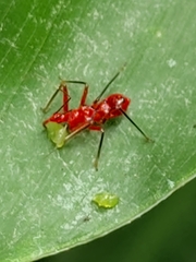 Ectatomma tuberculatum