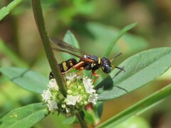 Philanthus ventilabris