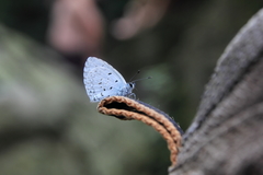 Celastrina lavendularis