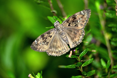 Erynnis horatius
