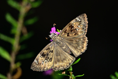 Erynnis horatius