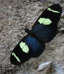 Heliconius wallacei