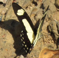 Heraclides torquatus