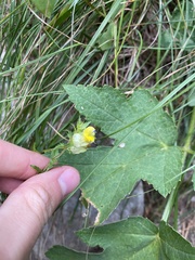 Rhinanthus glacialis