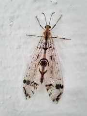 Dendroleon pantherinus