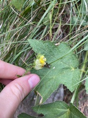 Rhinanthus glacialis