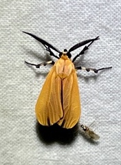 Correbia affinis