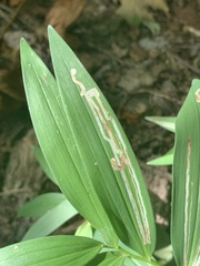 Liriomyza smilacinae