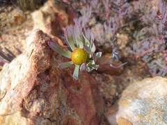 Leucadendron cadens