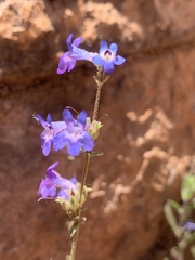 Penstemon humilis obtusifolius
