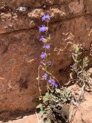 Penstemon humilis obtusifolius