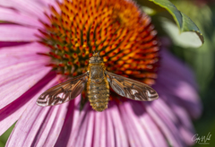 Poecilanthrax alcyon