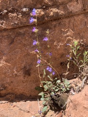 Penstemon humilis obtusifolius