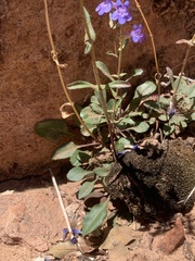 Penstemon humilis obtusifolius