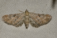 Eupithecia millefoliata