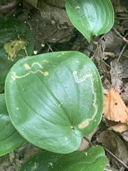 Liriomyza smilacinae