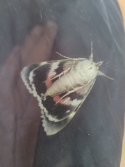 Catocala sponsa